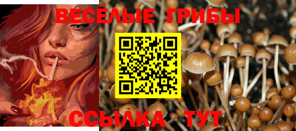 Галлюциногенные грибы Psilocybe Обнинск